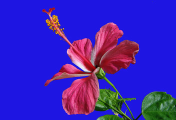 hibiskus © hapa7