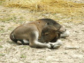 buffle