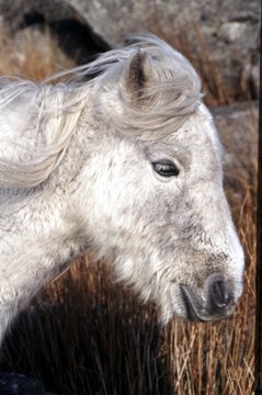 Dartmoor Pony