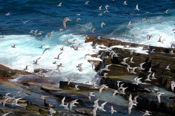 die vögel