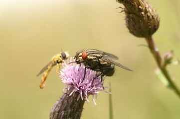 fliegestammtisch