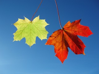 Fototapeta na wymiar two maple leaves
