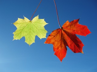 two maple leaves