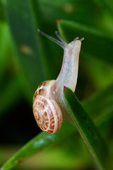 snail