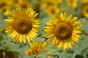 Obraz premium sonnenblumenfeld 13