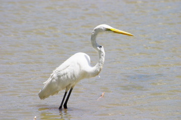 great egret 2