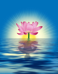 lotus reflection