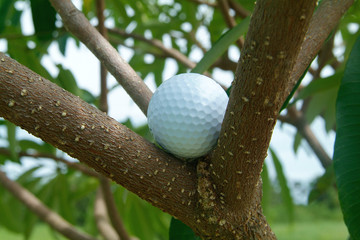 golf ball in tre - obrazy, fototapety, plakaty