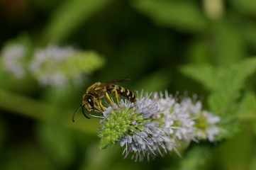 abeille / fleur