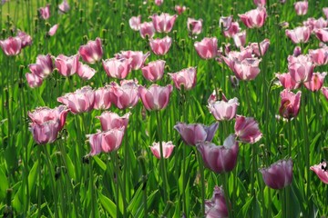 pink diamond tulips