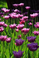 pink diamond tulips
