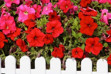 red trumpet flowers