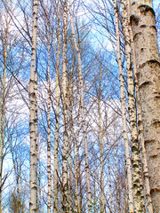 russian birchs   spring