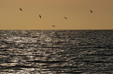 segulls at the sunset