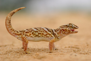 giant ground gecko