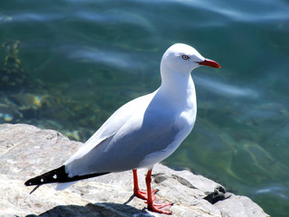 seagull shore 02