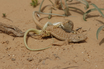 accouplement