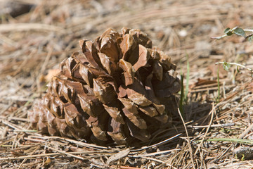 giant pine cone