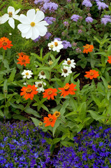 garden flowers © Natalia Bratslavsky