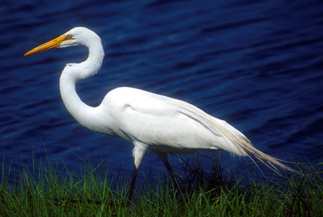 the egret