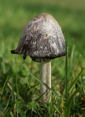 shaggy ink cap mushroom