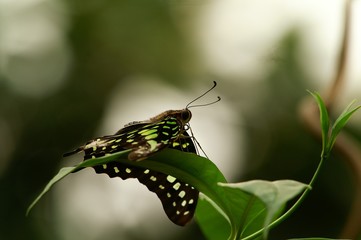 graphium agamemnon