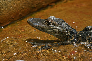 baby american alligator