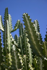 cactus in galapagos islands