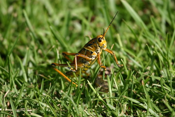 cricket in grass
