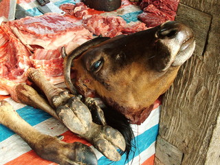 tete de buffle