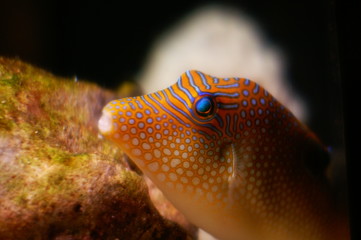 kugelfisch