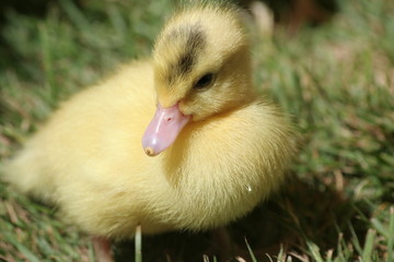 little duck