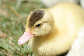 little duck