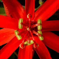Türaufkleber rote Blume © Maxim Pometun