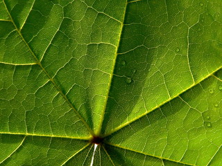 leaf of maple