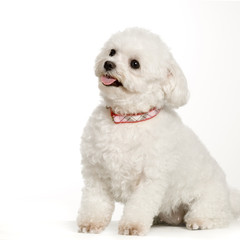 bichon maltais