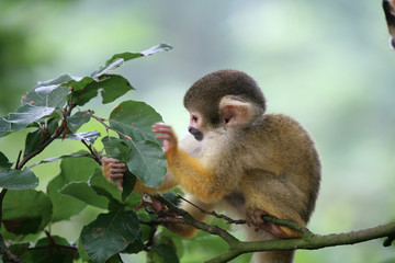 squirrel monkey