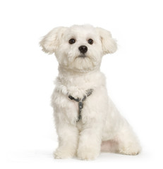 bichon maltais