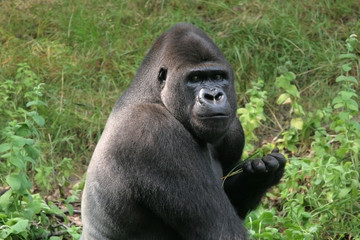 silverback gorilla