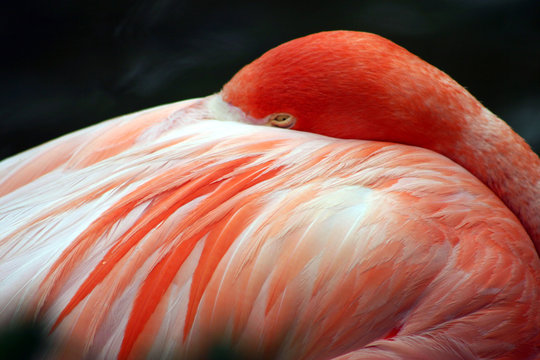 Pink Flamingo At Sea World, Orlando, Florida