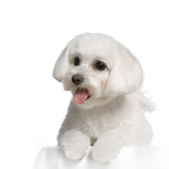 bichon maltais