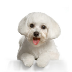 bichon maltais