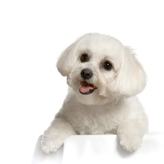bichon maltais