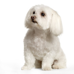 bichon maltais