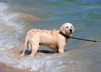 wet golden retriever or labrador dog playing in the sea