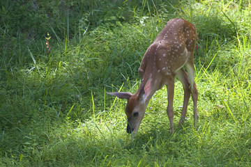 grazing fawn