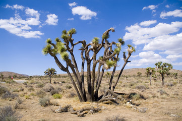 blue sky joshua tree