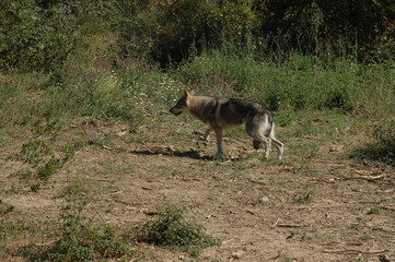 loup y es-tu ?