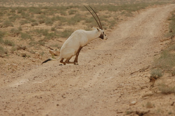 oryx d'arabie