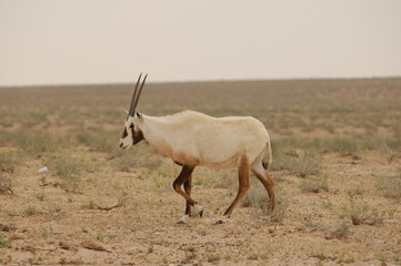 oryx